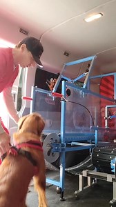 "Just walk your dog," No. Just RUN your dog. #rundawg #mobiledoggym #dogexercise | Run Dawg