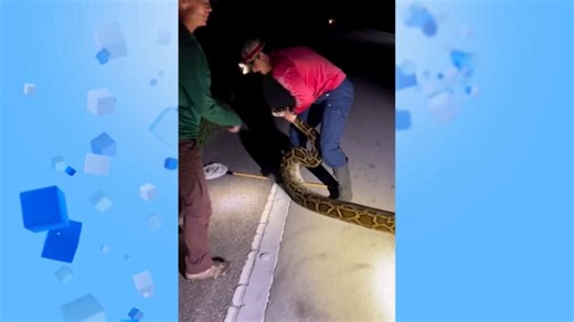 Vidéo. No Comment : le plus grand python de Floride a été capturé