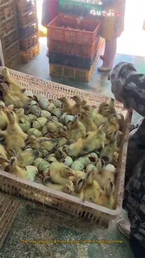 Egg Hatching Drawer: The Smart Way to Collect Chicks! 🐣