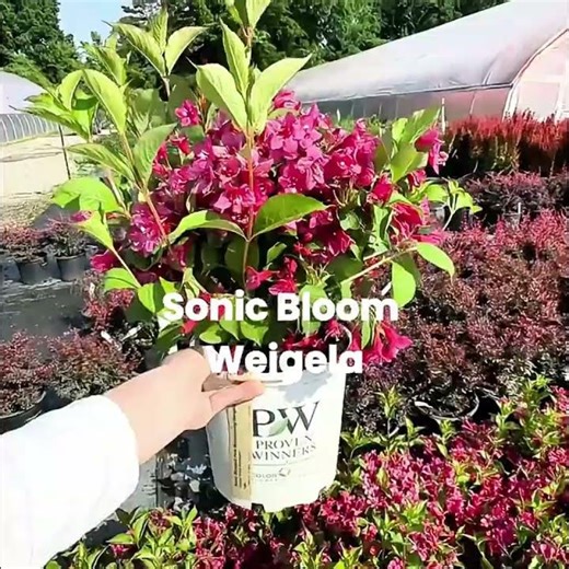 #WeigelaPlanting #floweringshrubs #gardening #Zones3-9Flowers #FullSunPlants #GoodDrainingSoil