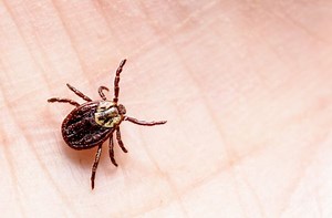 Friendly reminder: Ticks can still be active in winter - The Weather Network