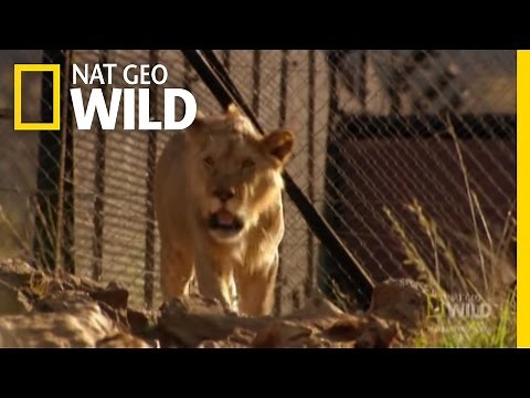 Murdered by a Snake | Nat Geo Wild