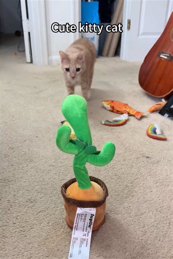 Cute kitty cat #funny #cats #kitty #fyp #lovecats | Cute Kittens