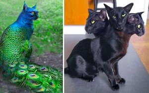 世界上最稀有的11种动物