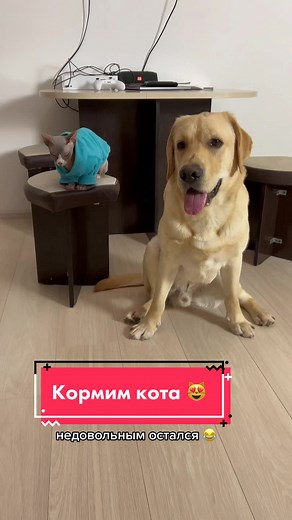 Кто хозяин в доме? 😂 #labr_deni