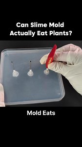 Slime Mold vs Chili, Garlic & Onion: Surprising Interactions