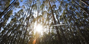 Project Star - the World’s ‘Largest and Greenest’ Pulp Mill - Inside RGE