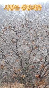 🍒사랑은생명의꽃/신승태🍒