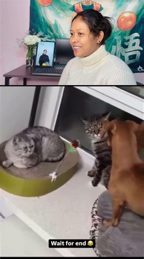 Catu Bhai Se Pitte Pitte Bacha Aaj Dogesh Bhai! 😂🐶🐱 #shorts #funnyanimals #viral #pets #kutte