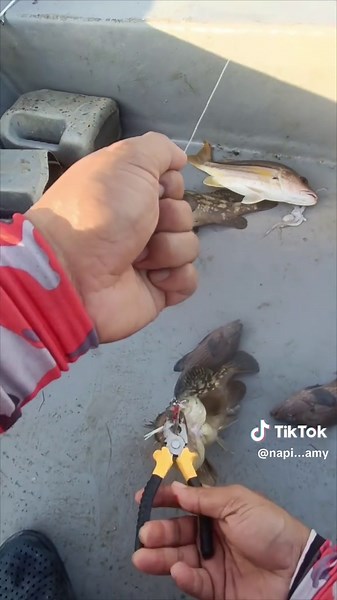 lps strike mentimun..strike lagi kerapu panau ...😂