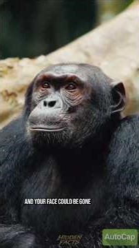 Never Do This In Front of These Animals ⚠️ #animalsfacts #wildlife #shorts