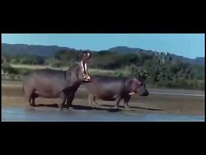 Are birds and critters getting drunk on fermented berries?