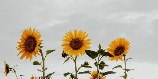 100 Sunflower Quotes That Will Brighten Up Your Day