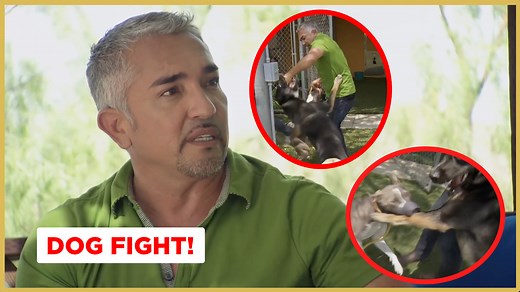 In this Cesar911 Short, I break up a dog fight between a German shepherd and a Pitbull. It is important to remain calm in these moments and assess and evaluate the situation before moving forward. Our energy is everything and reflects to our environment and our pack. Lead with a calm, confident, and loving energy. Full Video: https://youtu.be/NQAZpybR_hY #betterhumansbetterplanet | Cesar Millan