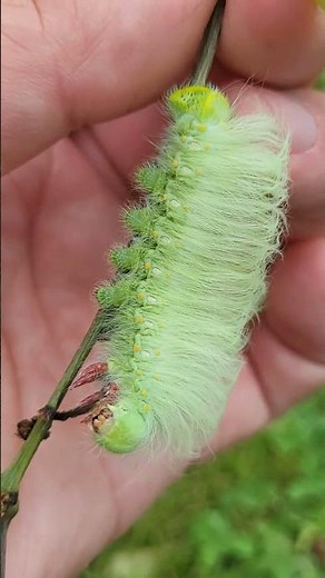 Rinaca thibeta / Yak emperor moth (have you ever seen a caterpillar this hairy?)