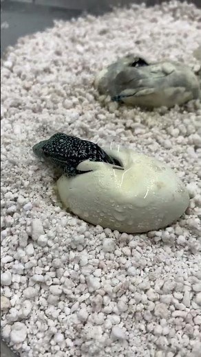 Live hatching of a blue tree monitor lizard #reptiles #animals #nature #lizard #monitorlizard #