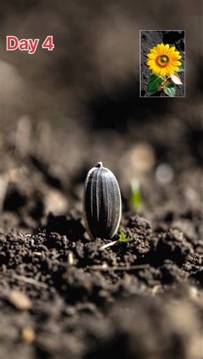 Flower growing time-lapse from seed / Seed to #sunflower #ai #shorts