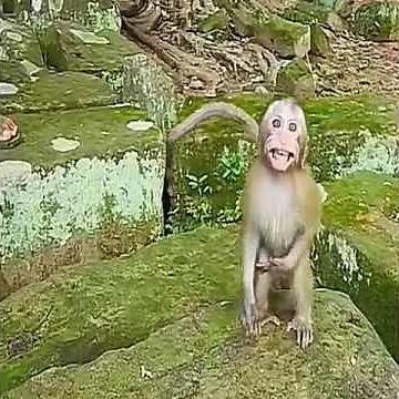 baby monkey got beaten up asking help from human