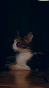 Why Your Cat Patrols the House at Night 🐾