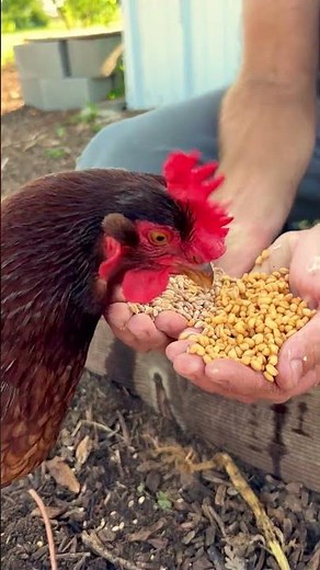 Fermented vs Dry Chicken Feed: Watch Which One Chickens Choose!