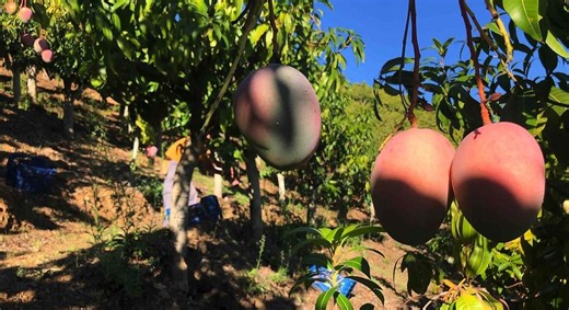 Los agricultores coinciden: España ha pasado de "ser la huerta de Europa a convertirse en el trópico del continente"