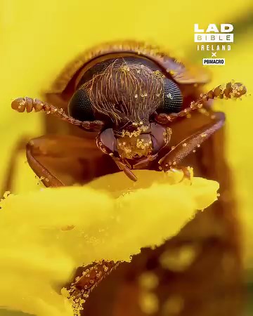 These macro images of insects are so cool! 😮 | LADbible Ireland