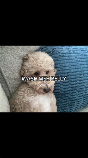 I Love My Stupid Dog: A Funny Pibble Moment