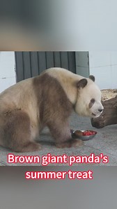 11K views · 122 reactions | Qi Zai, the world's only captive brown giant panda, savored watermelon to fend off heat at the Qinling Giant Panda Research Center in northwest China's Shaanxi Province. #Panda #Shaanxi #China #watermelon | China Xinhua News | Facebook