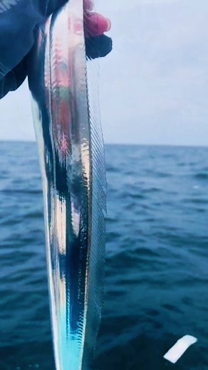 Rare fish #fishing #sea #fish #rare #ocean