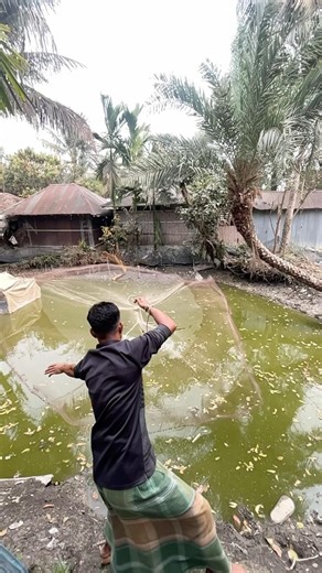 Big fish casch by castnet fishing #fishing #reels #fish #flip #shorts #vairal #village #fun