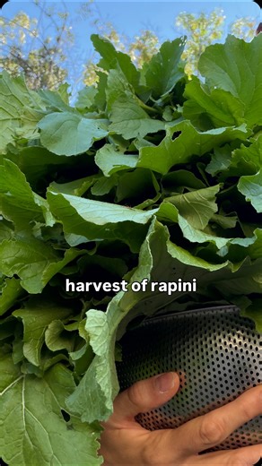 Manuela Donatone I italian food & food styling in Texas on Instagram: "Rapini are a must of Southern Italian cuisine and they do so well in Texas! They keep feeding you alll winter long and they are so good (but you need to like bitter veggies to live them). #rapini #gardening #vegetablegarden #texas"