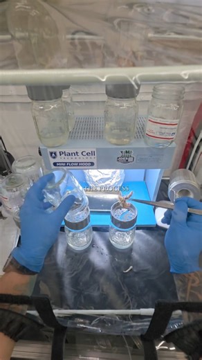 Joe's Exotic Plants on Instagram: "Subcultura in vitro paso a paso en laboratorio real. Uso de BioCouplers™ y Mini Flow Hood de @plantcelltech para transferencia estéril, control de contaminación y optimización del crecimiento en cultivo de tejidos vegetales. Este es el proceso que marca la diferencia entre perder material genético y producir plantas sanas, estables y listas para escalar. Si trabajas plant tissue culture, micropropagation o estás montando tu propio plant lab, este flujo de traba