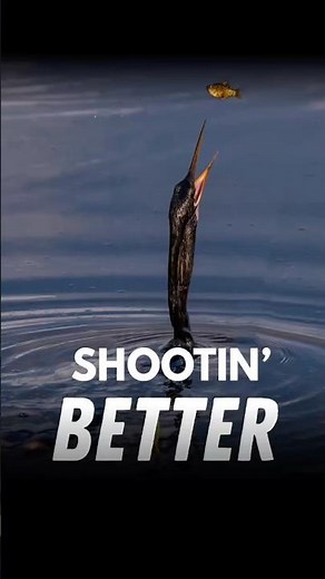 Beginner bird photography settings