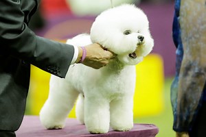 Flynn the bichon frise is best in show at Westminster