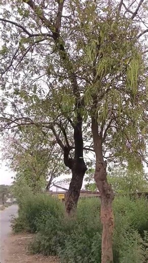 go #farming #christmas #goun #love #natural