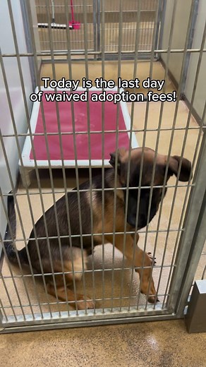 17K views · 333 reactions | Today is the last day of waived adoption fees, and we still have so many cuties waiting to meet you! See them all at saccountyshelter.net and visit us until 5pm today at 3839 Bradshaw Rd in Sacramento. #adoptdontshop #rescuedog #rescuekitten #adoptablepets #sacramento | Bradshaw Animal Shelter | Facebook
