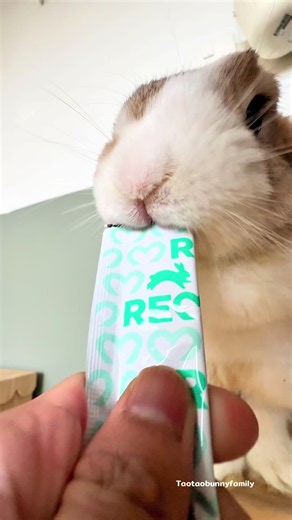 Cute Remy the Bunny Snack Time — TaotaoBunnyFamily Credit