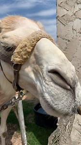 1.6K views · 117 reactions | A reminder from Gerorge “Stay hydrated!” | The Great Passion Play | Facebook