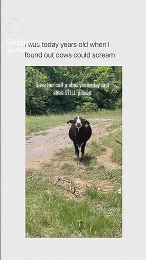 Why Cows are Getting Weird (and Sad)