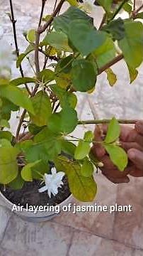 Air layering of jasmine plant 🪴