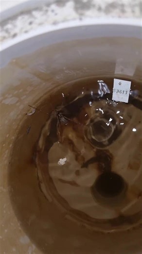 OriginalLeakDetective on TikTok