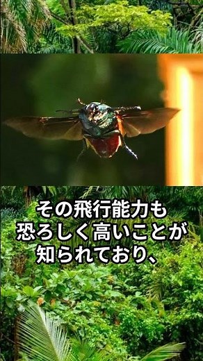 カナブンの知られざる能力とは？！