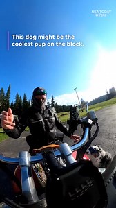 41K views · 468 reactions | This dog has two speeds...fast, and faster! ️ #usatodaypets | Humankind | Facebook