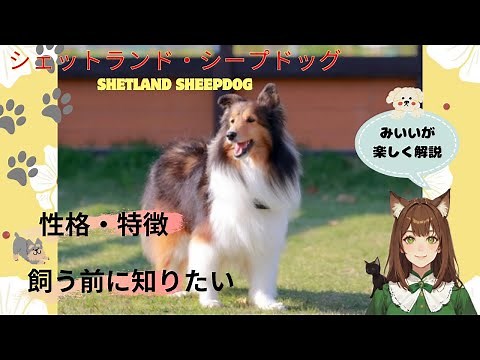 【シェットランド・シープドッグ】の性格や特徴、飼い方のポイントをまとめた「しつけ」完全ガイド！シェルティとの最高の暮らし方を「みいい」が楽しく解説♪#犬 ＃シェルティ＃わんこラボ