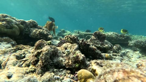 Cuttlefish use moving skin patterns to mesmerize prey, claim researchers