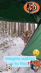 25 reactions | Bengal tiger walks right outside a travelers tent‼️ #bengaltiger #bengali #bengal #tigerseye #tigerking #TigerTattoo #tiger #viralpost #viralshorts #viral #virals #lol | Jonathan N Kelly | Facebook