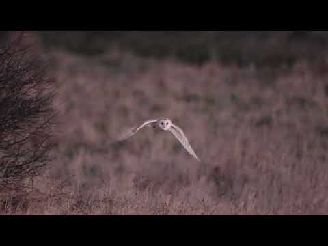 Barn Owl