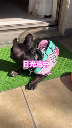 日光浴中のフレンチブルドッグ