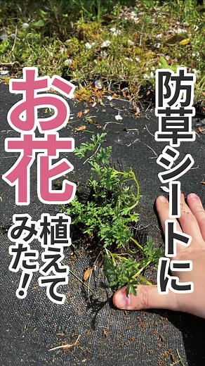 タピアンを植える方法と結果の楽しみ！