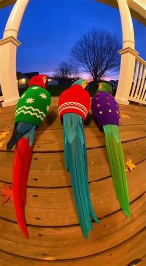 Swinging Parrots Under Warm Light: A Colorful Bird Showcase